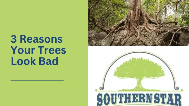 3 reasons your trees look bad