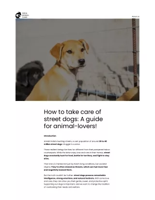 How to take care of street dogs: A guide for animal-lovers!