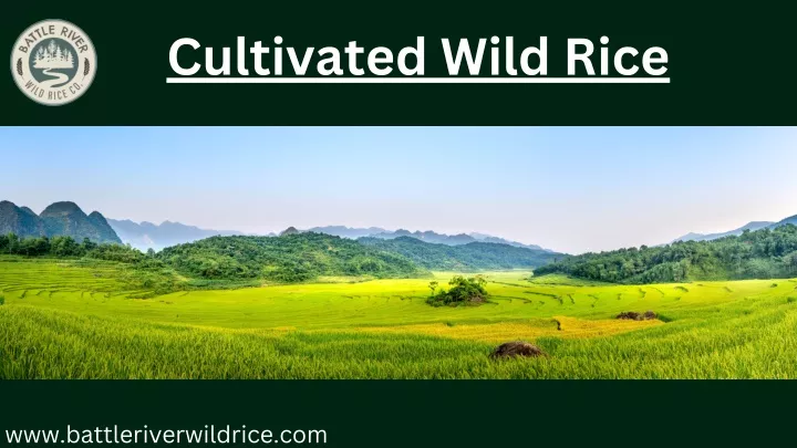 cultivated wild rice