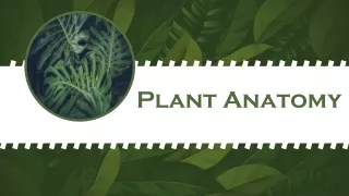 Plant Anatomy Unveiled: A Visual Exploration