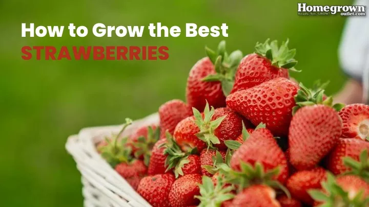 how to grow the best strawberries