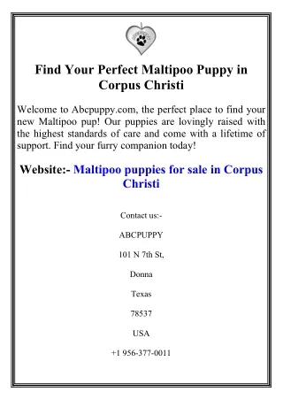 Find Your Perfect Maltipoo Puppy in Corpus Christi