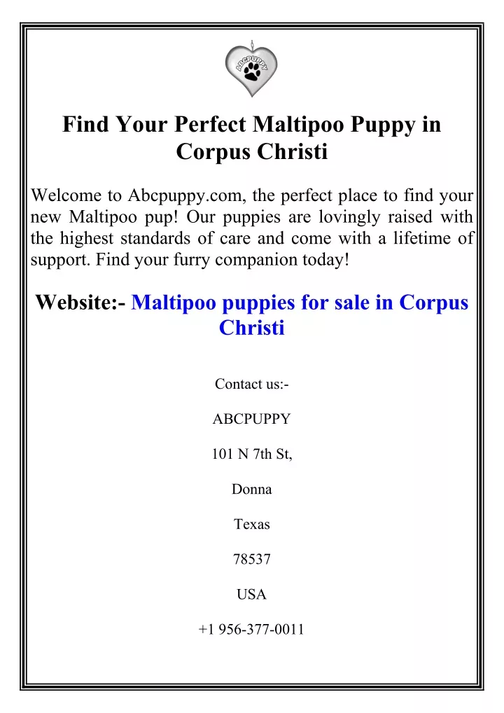 find your perfect maltipoo puppy in corpus christi