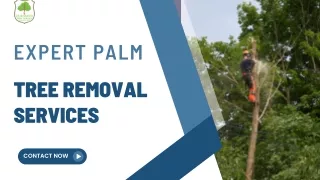 Best Palm Tree Removal Service Las Vegas