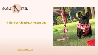 7 tips for adopting a rescue dog