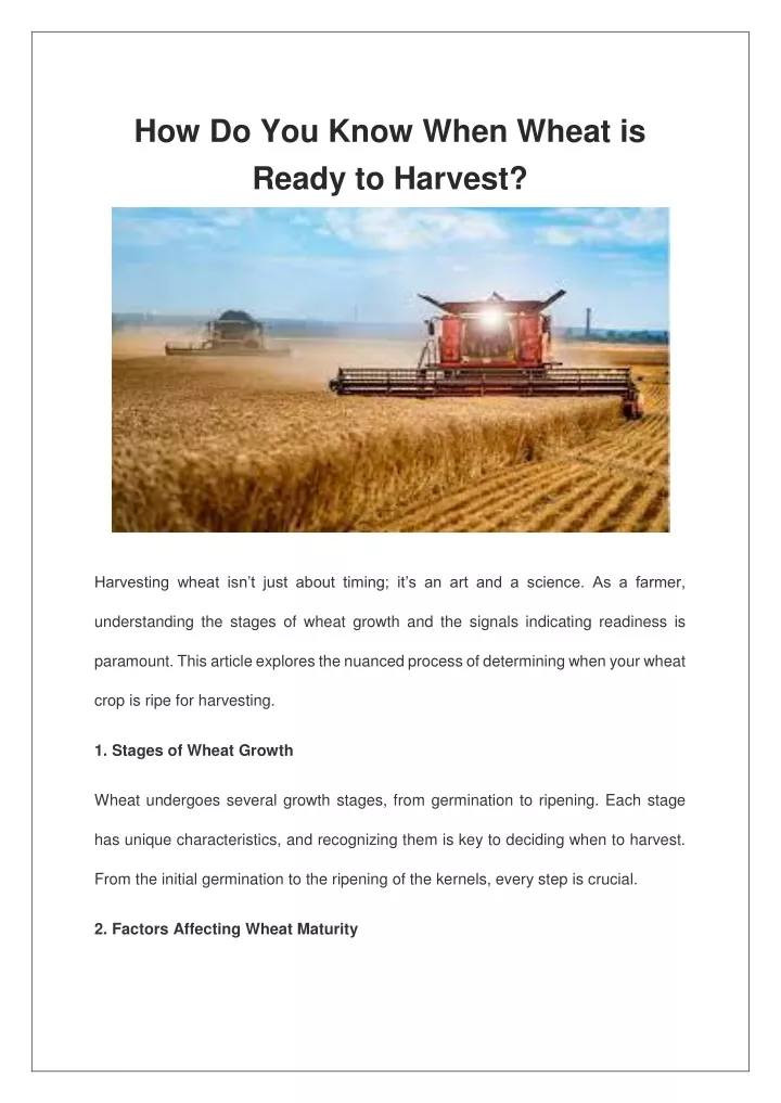 how do you know when wheat is ready to harvest