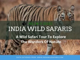 Tadoba National Park Tour Packages by India Wild Safaris