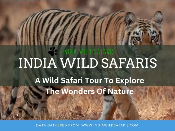 india wild safaris