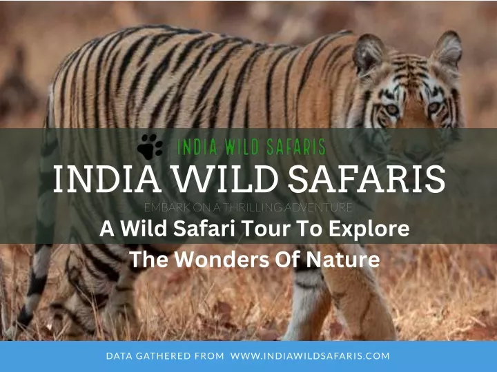 india wild safaris embark on a thrilling