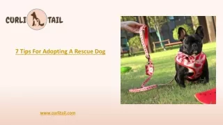 7 tips for adopting a rescue dog