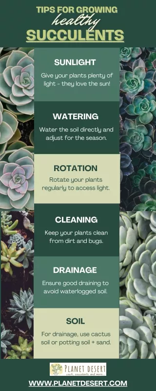 A Comprehensive Guide to Thriving Succulents Plants | Planet Desert