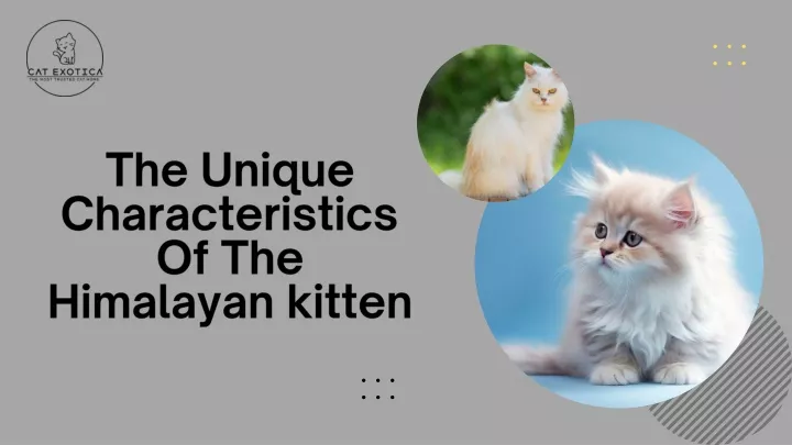 the unique characteristics of the himalayan kitten