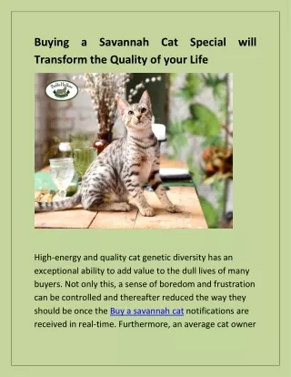 Buy a Savannah Cat for Sale:  Explore Exotic Companions