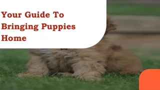 Your Guide To Bringing Puppies Home