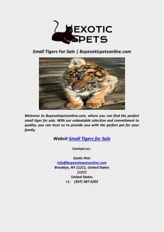 Small Tigers For Sale  Buyexoticpetsonline com