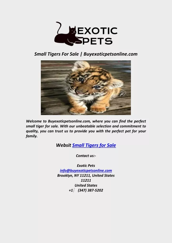 small tigers for sale buyexoticpetsonline com