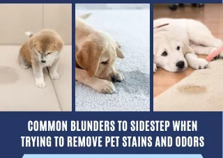 Eradicating Pet Stains and Odors: The Secret To A Spotless Home