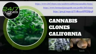 Cannabis Clones Supplier California
