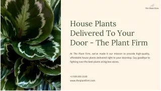 House Plants Delivered To Your Door - The Plant Firm