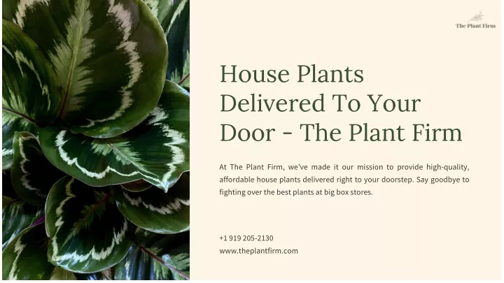 house plants delivered to your door the plant firm