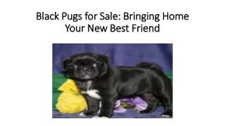 Black Pugs for Sale- Bringing Home Your New Best Friend