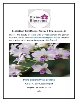 Dendrobium Orchid Species For Sale