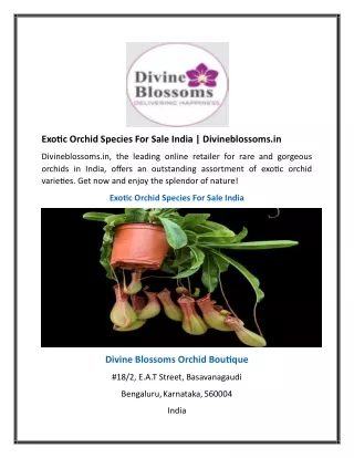 Exotic Orchid Species For Sale India | Divineblossoms.in