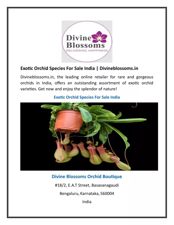 exotic orchid species for sale india