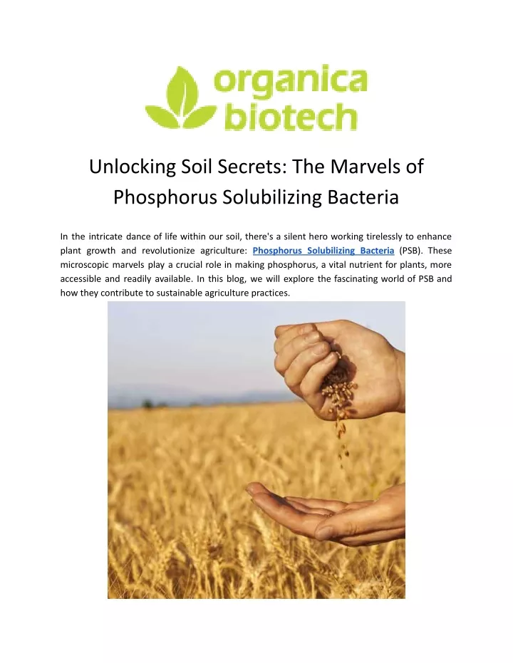 unlocking soil secrets the marvels of phosphorus