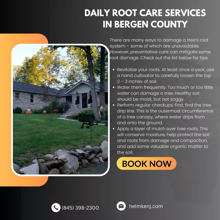 daily root care services in bergen county