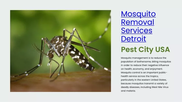 mosquito removal services detroit