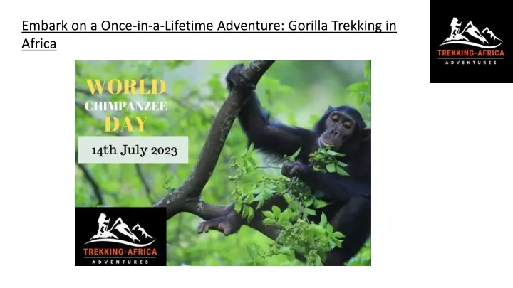 embark on a once in a lifetime adventure gorilla