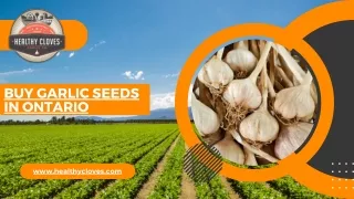 Buy Garlic Seeds in Ontario - Healthy Cloves Garlic Company