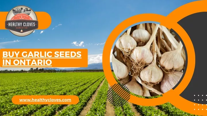 buy garlic seeds in ontario