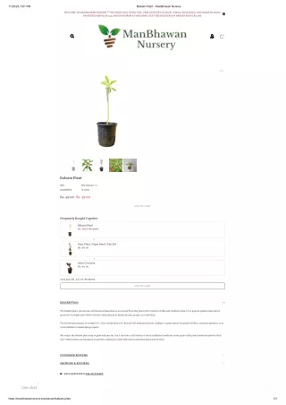 Balsam Plant – ManBhawan Nursery