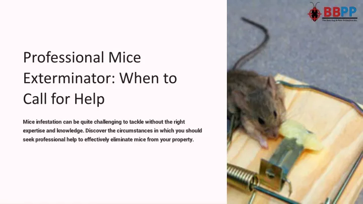 professional mice exterminator when to call