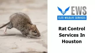 Rat Control Services In Houston