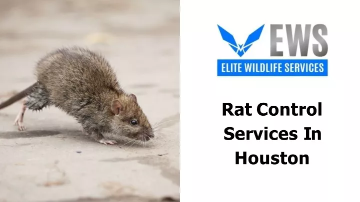 rat control services in houston