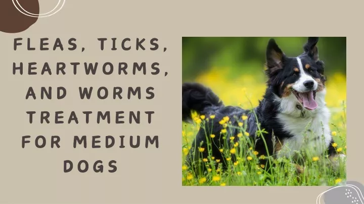 fleas ticks heartworms and worms treatment