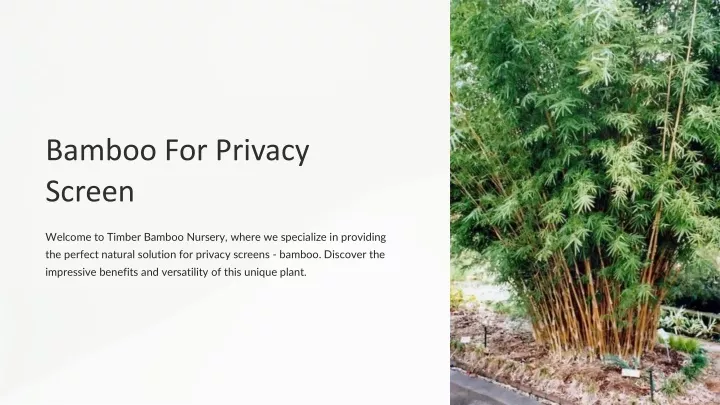 bamboo for privacy screen