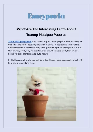 What Are The Interesting Facts About  Teacup Maltipoo Puppies