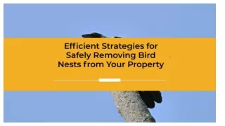 Safely Removing Bird Nests from Your Property