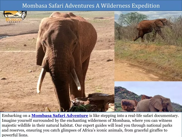 mombasa safari adventures a wilderness expedition