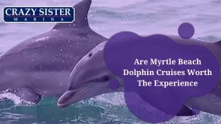 Are Myrtle Beach Dolphin Cruises Worth The Experience