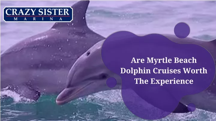 are myrtle beach dolphin cruises worth