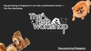 dog grooming in singapore is not only