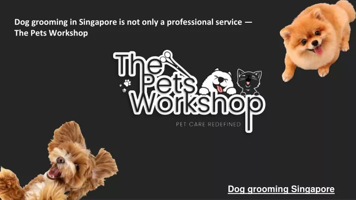 dog grooming in singapore is not only