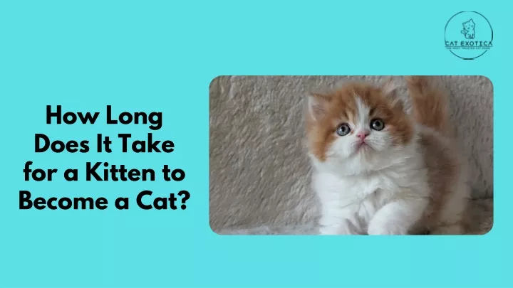 how long does it take for a kitten to become a cat