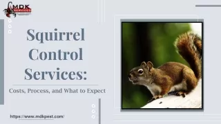 squirrel control services