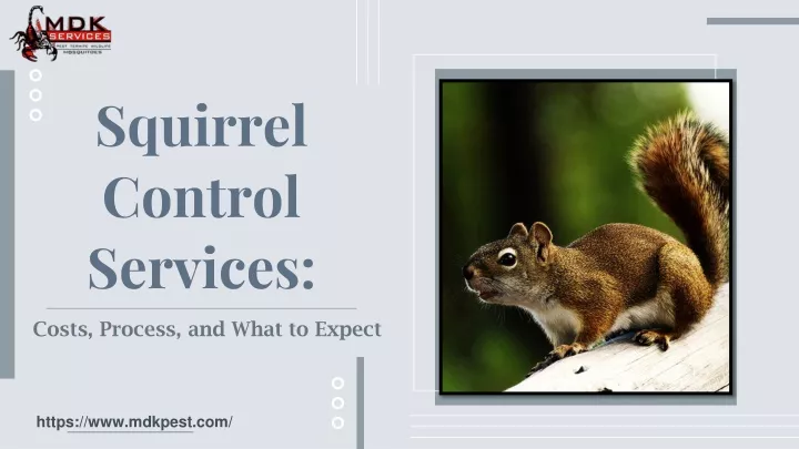 squirrel control services